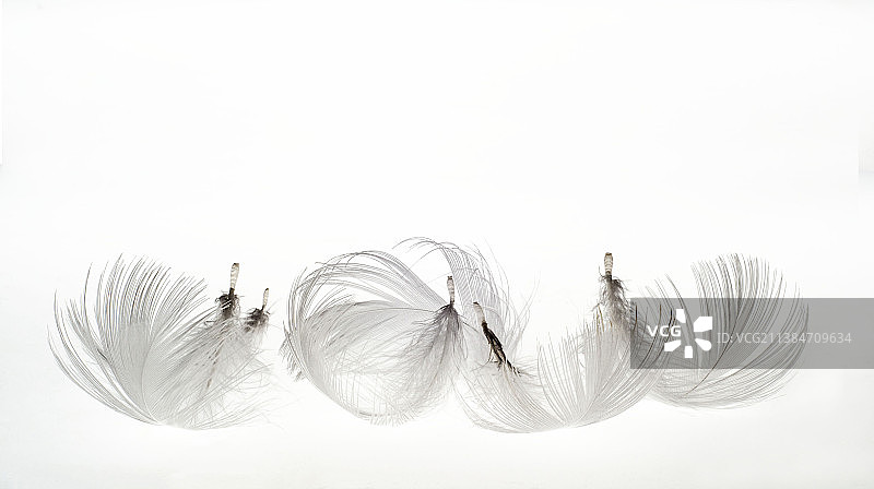 卷曲的羽毛，白色背景羽毛特写图片素材