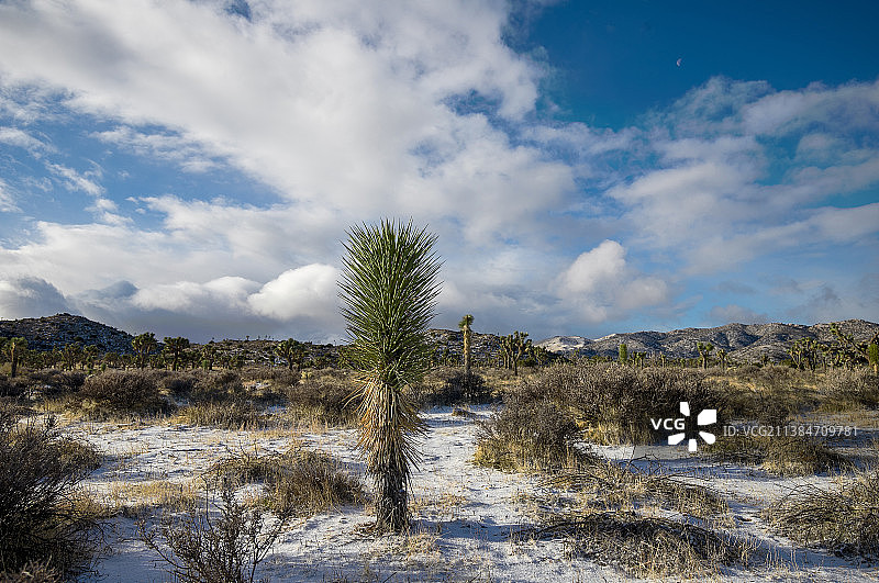约书亚树国家公园的雪天（美国加利福尼亚州）图片素材