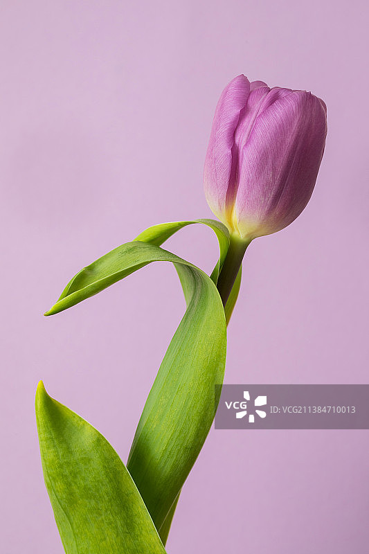 粉色郁金香特写图片素材