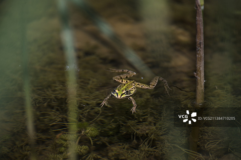 瑞士蜘蛛结网特写图片素材