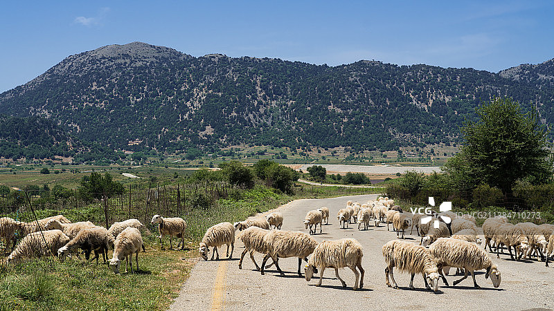 希腊羊群图片素材