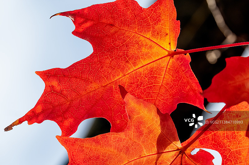加拿大安大略省多伦多市的枫叶特写图片素材