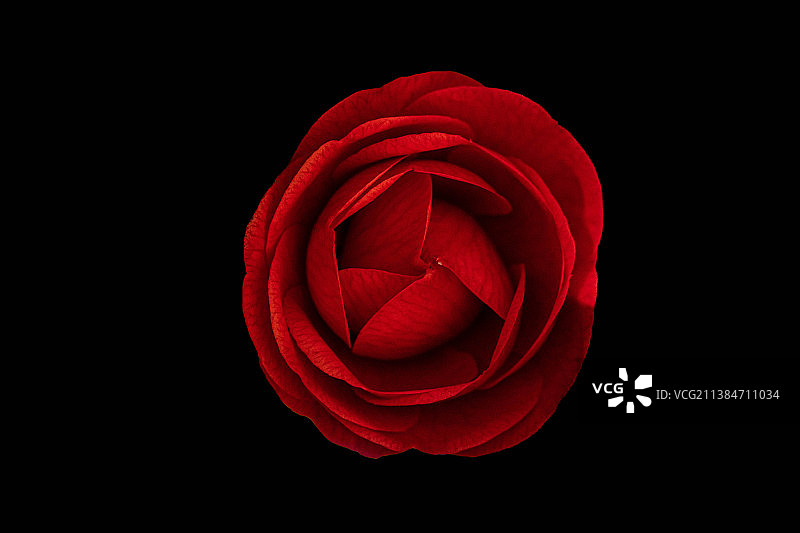 黑色背景下的红色玫瑰特写图片素材