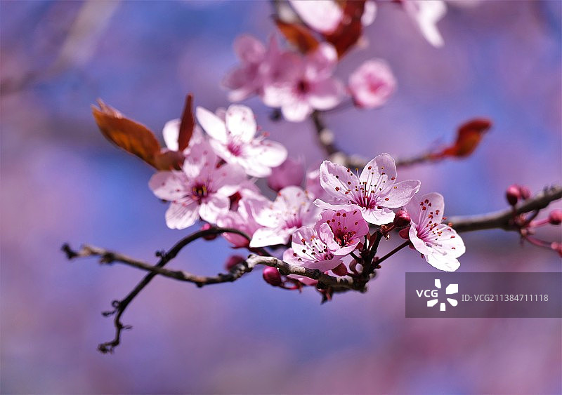 盛开的樱花特写图片素材