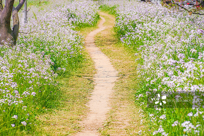 多摩川河床的樱花树图片素材