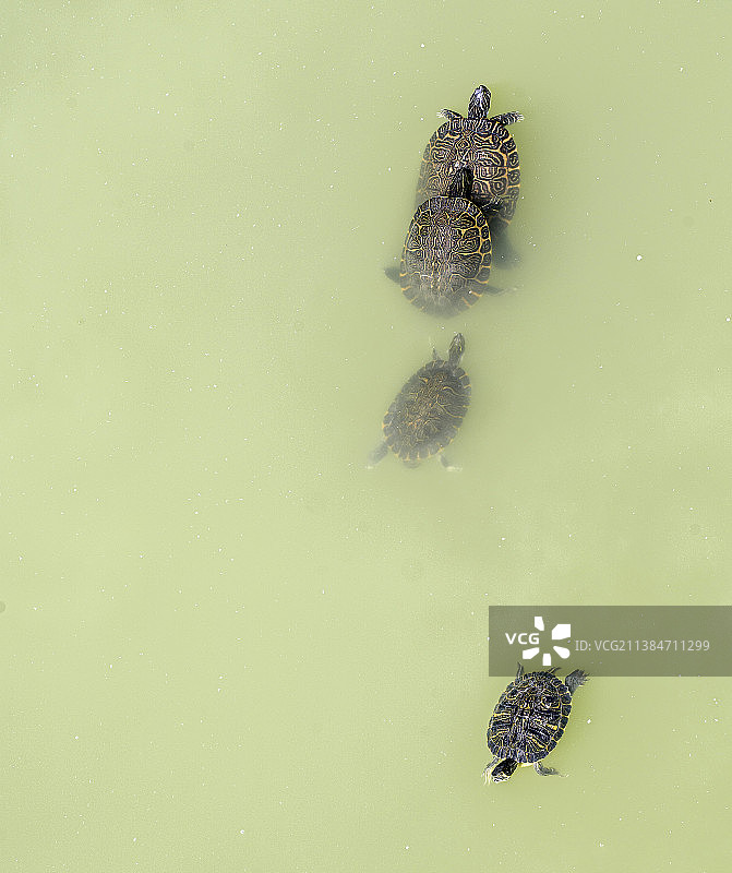 龟类家庭，在西班牙马德里湖中游泳的红耳龟图片素材
