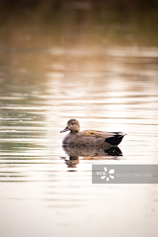 在湖中游泳的雌性绿头鸭图片素材