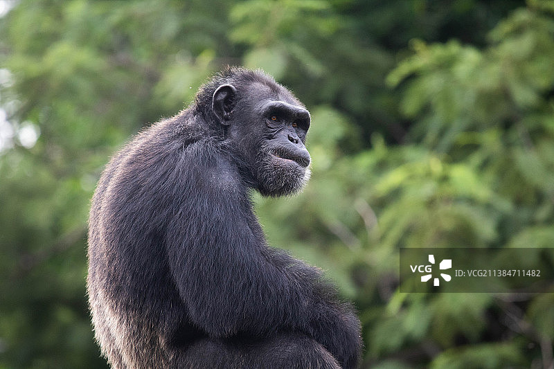 猴子在墨西哥格雷罗的树林中远眺特写图片素材