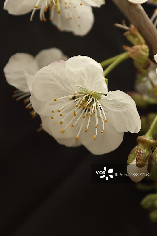 白色樱花的特写图片素材