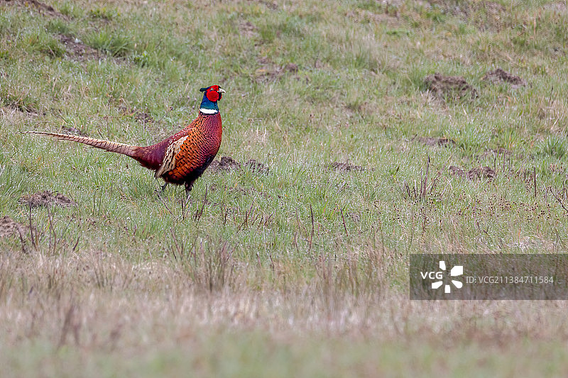 波兰草地上的野鸡特写图片素材