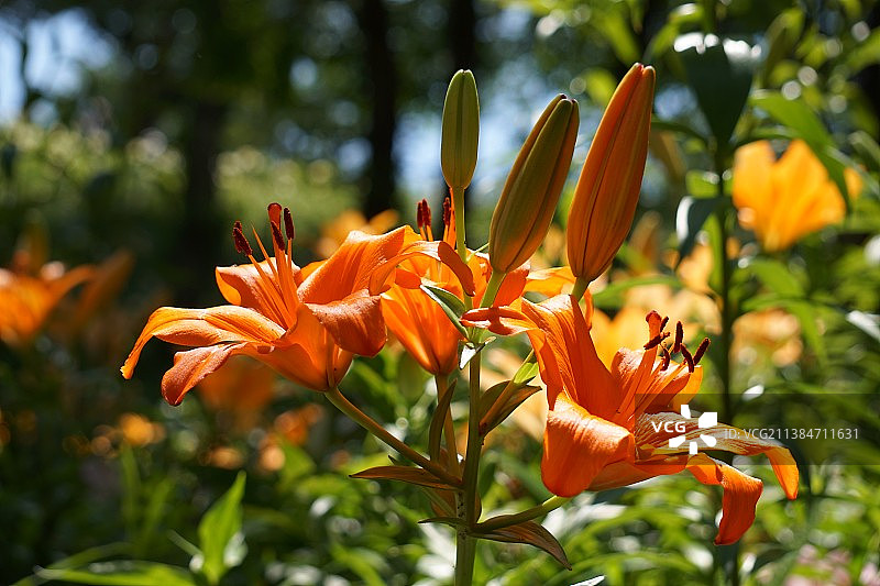 橙色百合特写，日本静冈县袋井市图片素材