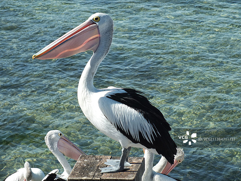 野生环境中的鸟类：澳大利亚南澳大利亚塞顿附近水边的鹈鹕特写图片素材