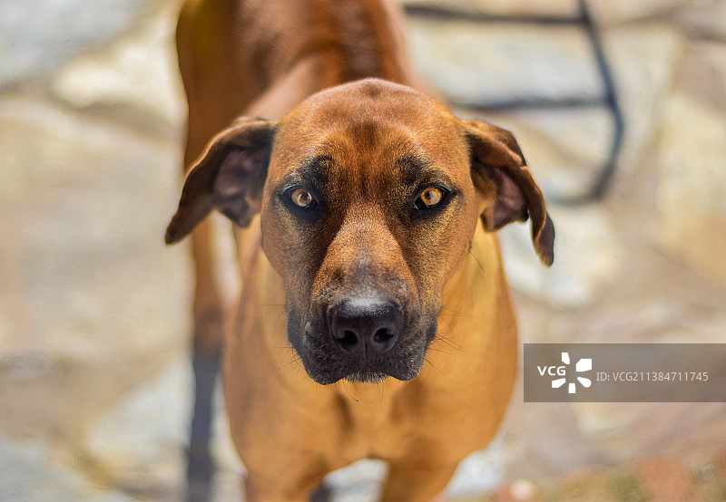 纯种狗的特写图片素材