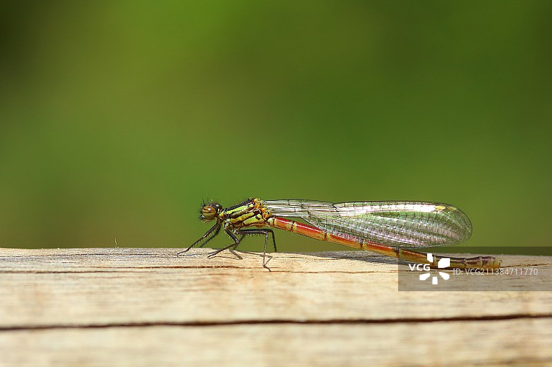 木头上豆娘的特写，德国库斯特丁根图片素材