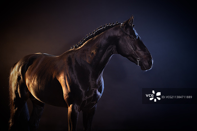 纯种马站在黑色背景前的侧视图图片素材