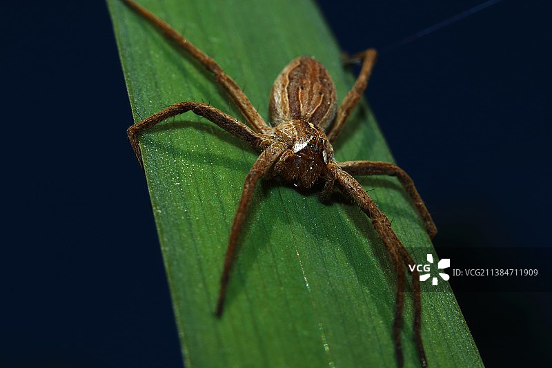 树叶上的蜘蛛特写，德国图片素材