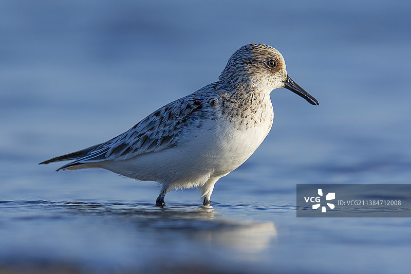 矶鹬在海滩上栖息的特写图片素材