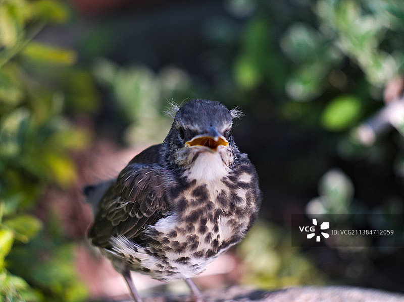 波兰热舒夫岩石上栖息的鸣鸫特写图片素材