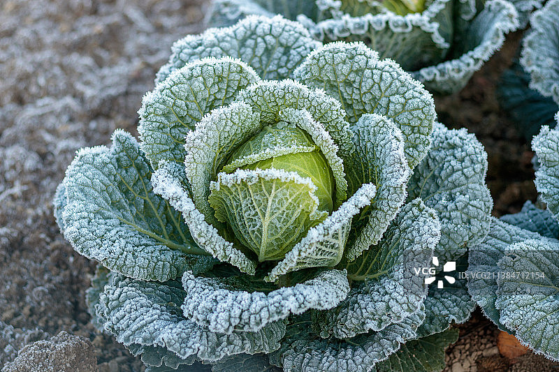 结冰的卷心菜，冷冻植物特写，德国巴登哈特图片素材