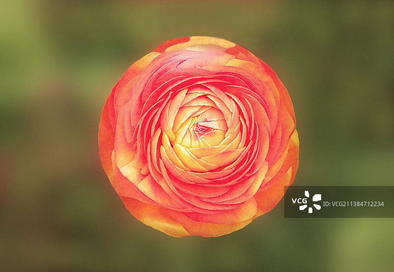 花毛茛图片素材