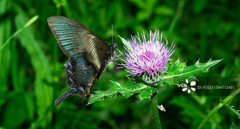 蝴蝶在紫色花朵上授粉的特写图片素材