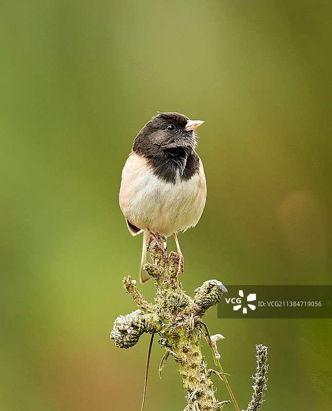鸟类，鸣禽栖息在树枝上的特写图片素材