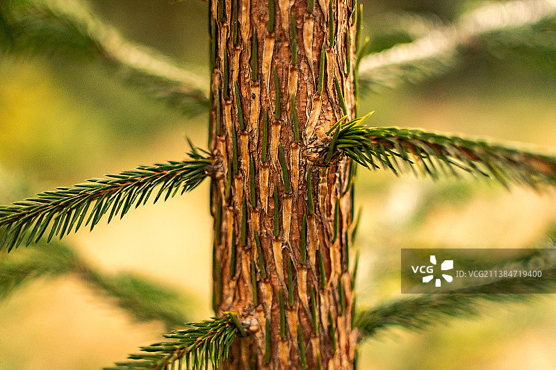 纤细的松树特写图片素材