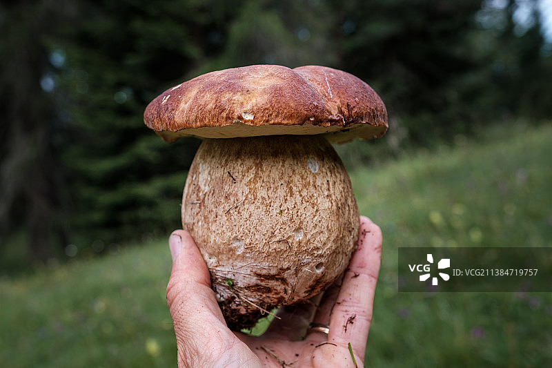 田野上蘑菇生长的特写镜头图片素材