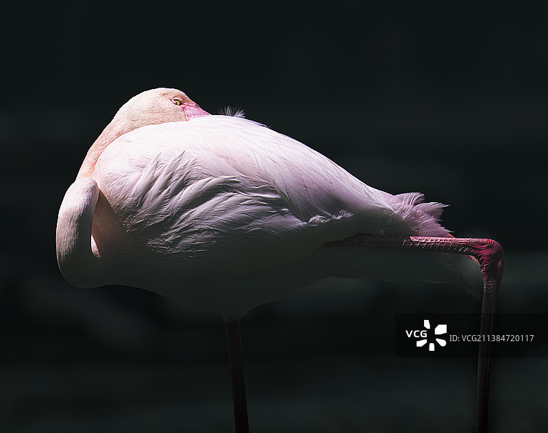 保持安静，小火烈鸟的特写图片素材