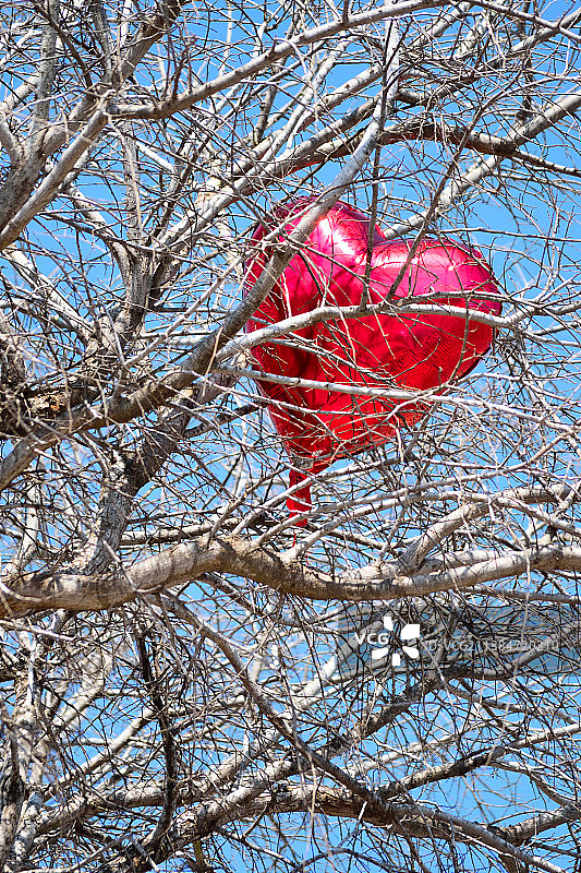 红色心形气球卡在树上的仰视角度照片，美国得克萨斯州爱丁堡图片素材