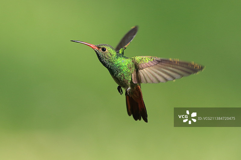 蜂鸟在户外飞行的特写图片素材
