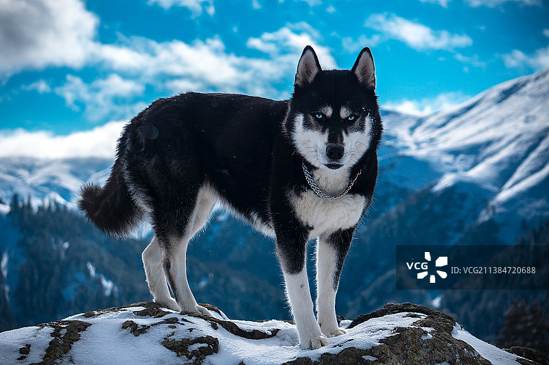 站在格鲁吉亚雪山上的纯种西伯利亚雪橇犬图片素材