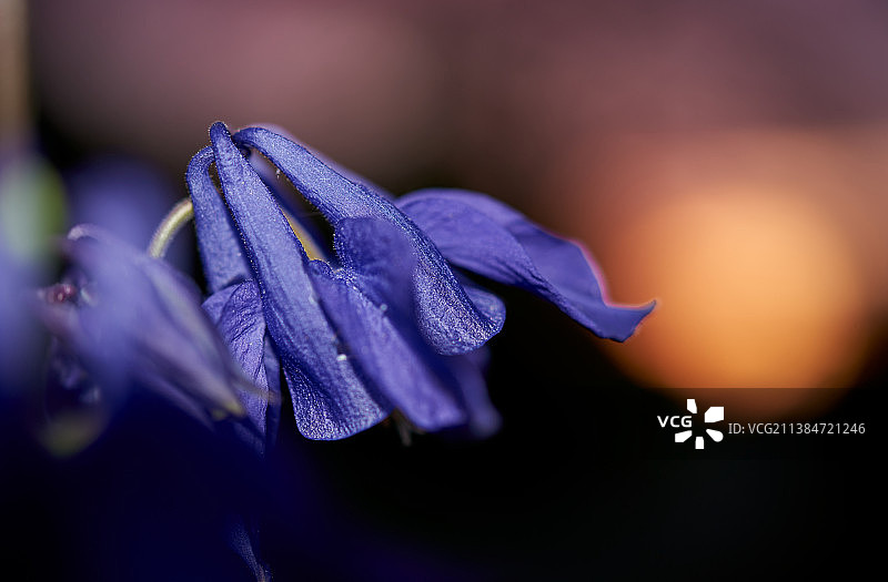 紫色开花植物特写，瑞士图片素材