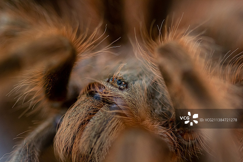 鸟类特写图片素材