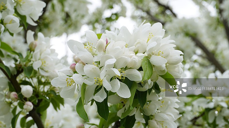 白色樱花的特写图片素材