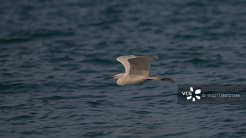 中国香港黄金海岸海鸥飞翔特写图片素材