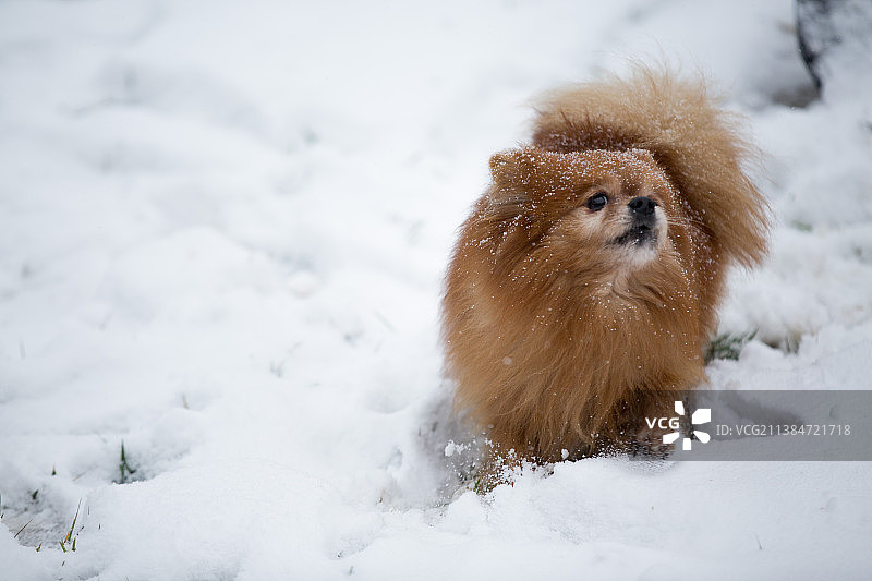 雪地雪景图片素材