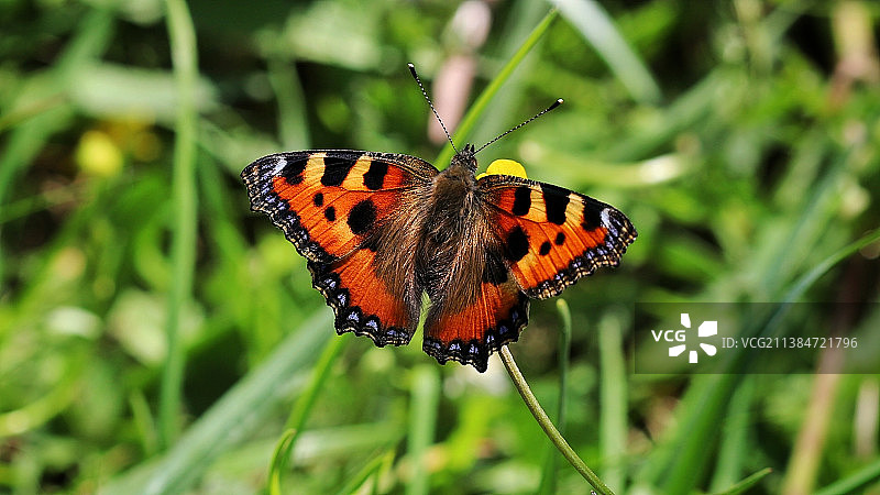 蝴蝶在花上授粉的特写图片素材