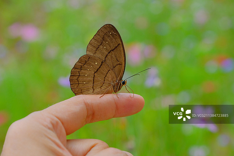指尖上的蝴蝶特写图片素材