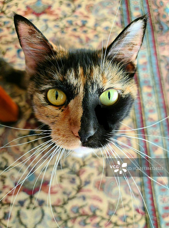 艾比双面猫的特写图片素材