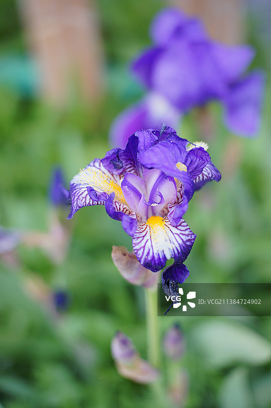 紫色鸢尾花的特写图片素材