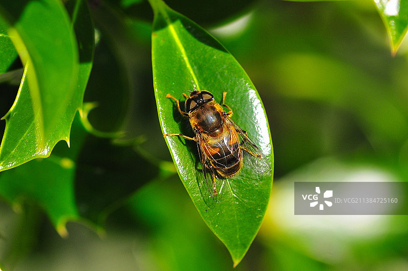 英国西约克郡的叶子上昆虫的特写图片素材