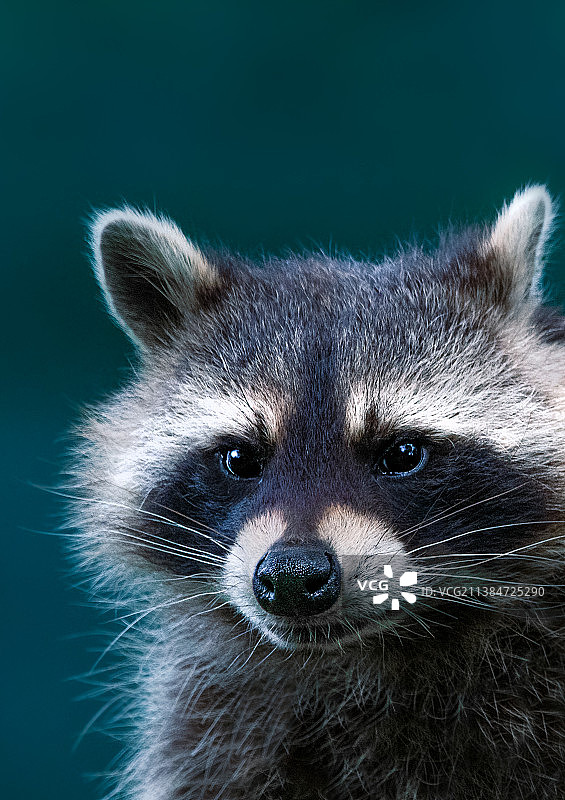 狐猴特写肖像，德国蓝天背景图片素材