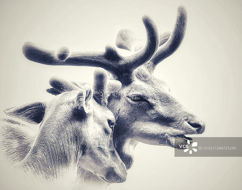 两只鹿图片素材