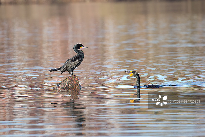 野生鸟类动物主题：水中的双冠鸬鹚图片素材