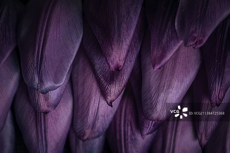 紫色开花植物特写镜头图片素材