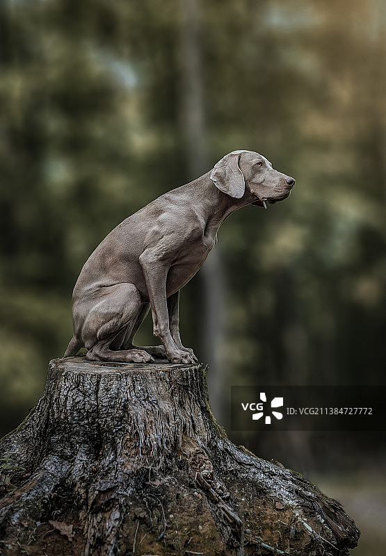 树干上的动物（特写）图片素材