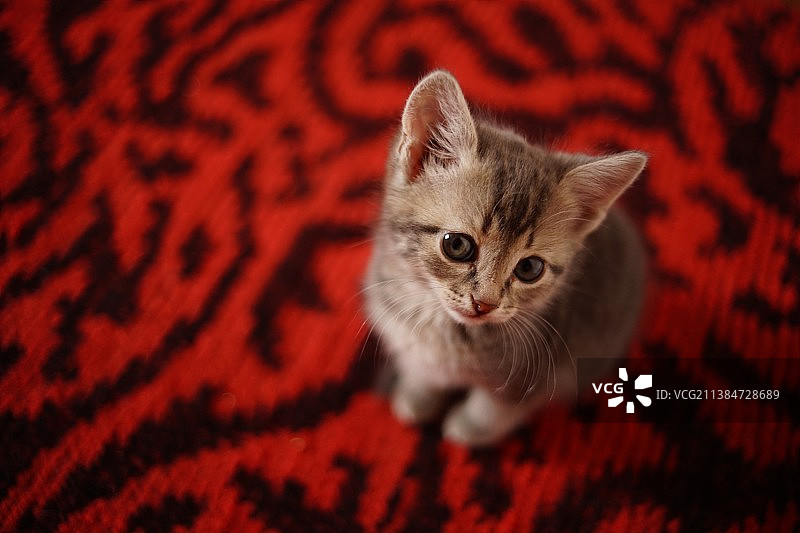 小猫坐在红色图案织物上的高角度照片图片素材