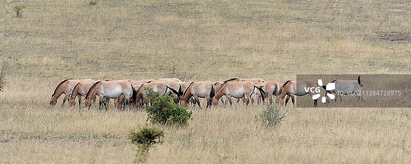 塔基马群，法国勒维拉雷特原野上行走的大象高角度景观图片素材