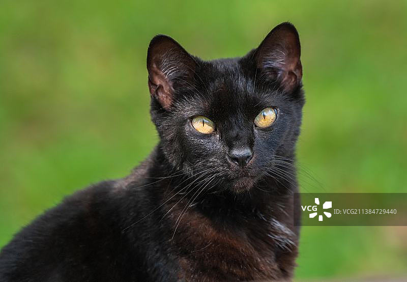 黑猫特写肖像，美国佛罗里达州杰克逊维尔图片素材